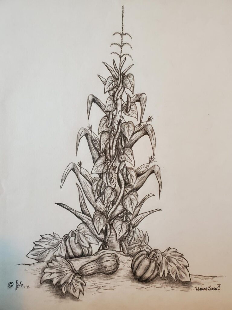 20250805_173944 Sketch of a corn plant with ears of corn and three pumpkins at its base