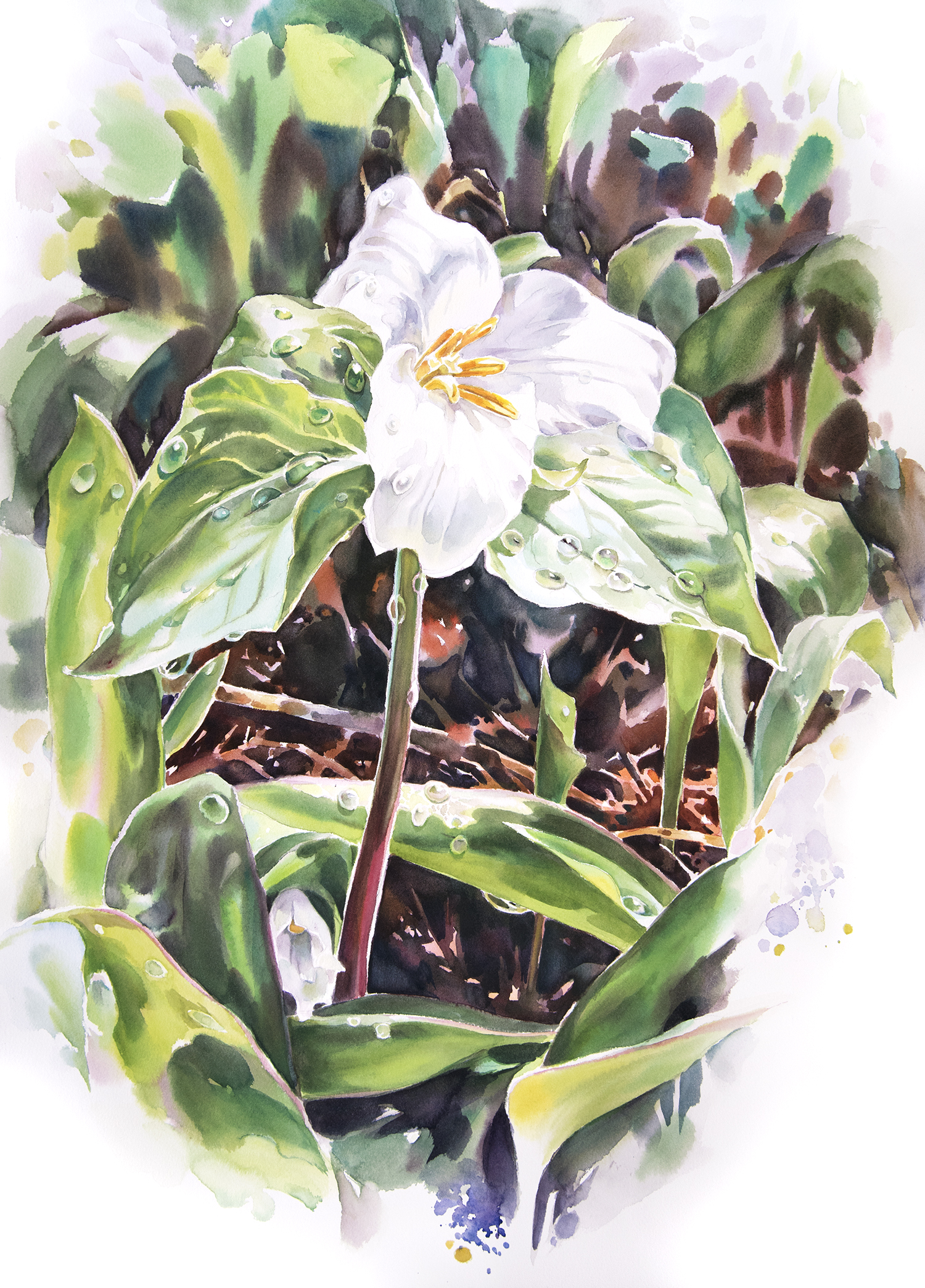 Close-up painting of a single white trillium surrounded by lush green leaves.