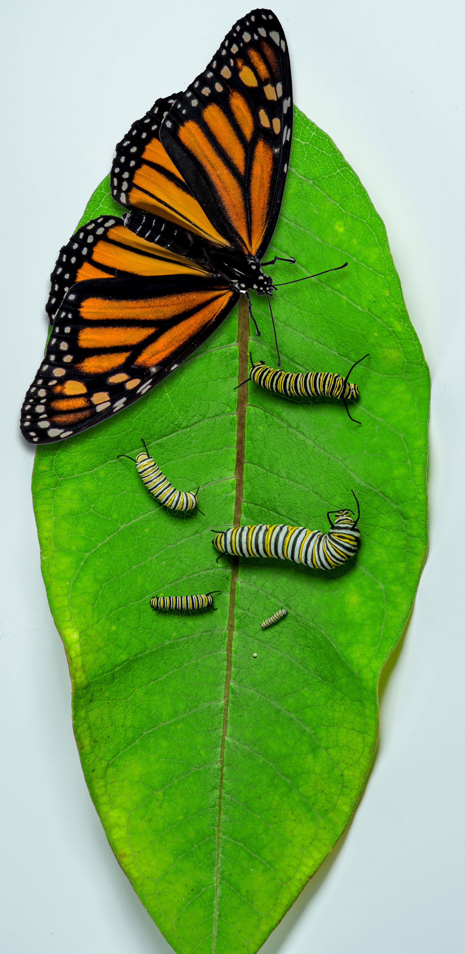 TRCA_Monarch